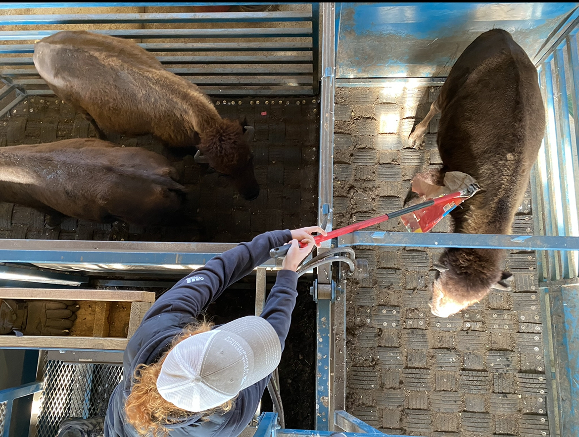 A shot from above, looking down at Jessica Lovett guiding a bison to a new holding pen. 
